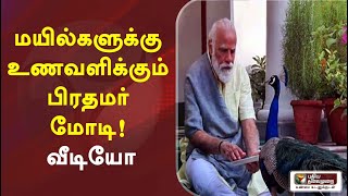 மயில்களுக்கு உணவளிக்கும் பிரதமர் மோடி..! - வீடியோ