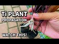 THE CORRECT WAY TO PROPAGATE TI PLANT | Lush Cordyline | Good Luck Plant