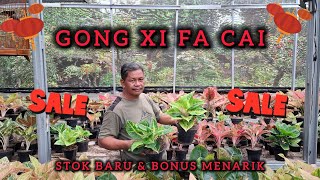 PROMO IMLEK BESAR - BESARAN !!! STOK BARU + BONUS MELIMPAH !!!