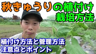 秋キュウリの植付け　栽培方法　これからでもOK【１本仕立て】