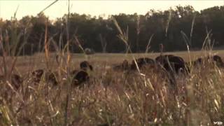 North American Safari - Nebraska Bison