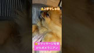 ママのマッサージを受けたポメラニアン #ポメラニアン #dog #pomeranian #いぬのいる生活