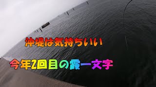 クロダイ落とし込み霞一文字　2021 6 16　Japan black sea bream fishing　今年2回目の霞一文字　6枚釣果はまあまあ？　沖堤は落ち着きます