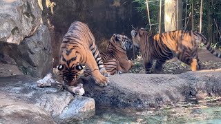 ママと子トラがもう少しで親離れ【‎2024年‎12月12日】【上野動物園】スマトラトラ