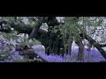 4kcinematography_230406　小金井公園のオオシマザクラとムラサキハナナ