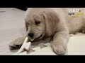 a video that you must watch before raising a golden retriever part 1