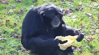 Our Siamang Gibbons and Lion-Tailed Macaques Celebrate #pancakeday | Howletts Wild Animal Park