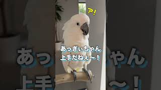 ママのために歌を練習していたオウム #shorts