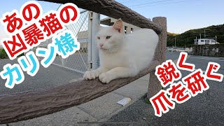 あの凶暴猫のカリン様が定位置で念入りに爪研ぎです Ferocious cat