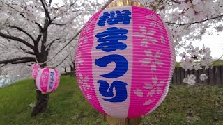 The cherry blossoms of Hirakata, Osaka/ 枚方の桜 in 大阪