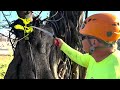 'The tree's going to be OK' | Maui arborist provides update on Lahaina's famous Banyan tree