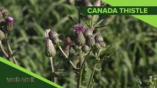 Weed of the Week #1100 Canada Thistle (Air Date 5-5-19)