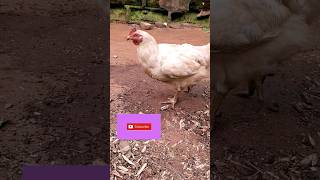 The Broiler fowl has grown so big.it got everyone's attention.#birds #shorts #fowls #poultry #africa