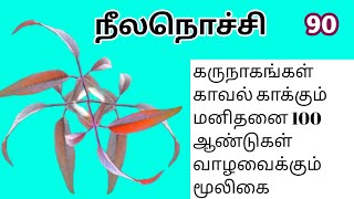 நொச்சி/நீலநொச்சி/கருநொச்சி/Nochi/Vitex negundo/Mooligai manithan