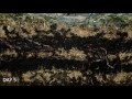 Worms At Work - 20 Days Time Lapse Of Vermicomposting