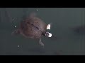 Feeding turtles and fish at the marina on Lake Nickajack (Guild, TN)