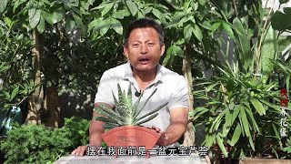 养元宝芦荟，记住三个技巧，整盆绿油油一年长到爆盆！【养花的师傅】