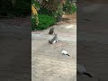 Mother cat saves kitten from monkey 🐒 🐱 #shorts #monkey