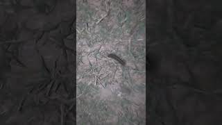 poisionous reptile in field 😯||रात में क्या दिखा 😯🥺 #youtubeshorts #shorts #dangerousanimals