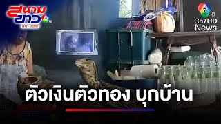 ยายผวา ! ร้องเสียงหลง ตัวเงินตัวทอง บุกบ้าน | สนามข่าวเสาร์-อาทิตย์