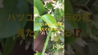 ハツユキカズラの花が咲いた♪ 本編は，コメント欄で♪