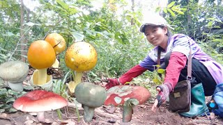 เต็มต่าคือเก่าจ้า#เห็ดระโงก#เห็ดก่่อแดง#เห็ดตะไค