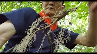 산삼 뿌리를 상하지 않게 산삼 채취 하는 방법 How to keep wild ginseng roots in good condition