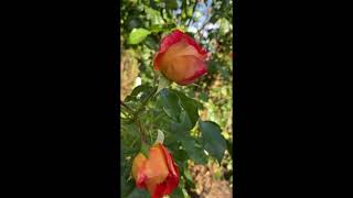 #rosas de #colores bellos #verano, #naturaleza #shorts