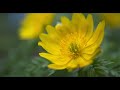 日本の自然 北海道に静かに咲く福寿草　nature of japan adonis ramosa blooming quietly in hokkaido