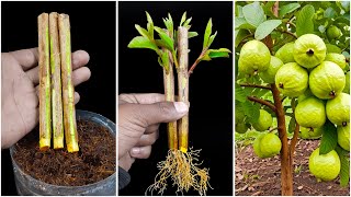 How to grow guava plant at home from cuttings || Best \u0026 easy method for planting