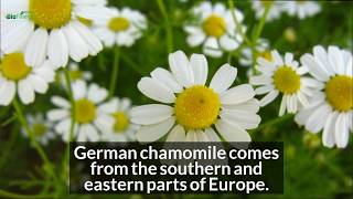 7 Superb Health Benefits and Uses of German Chamomile Essential Oil