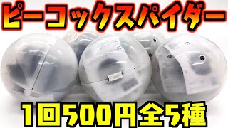 【ガチャガチャ】1回500円の蜘蛛がヤバイ『ピーコックスパイダー いきもの大図鑑』全5種 開封レビュー Spider Capsule Toys【プラモデル】おもちゃ 組み立て