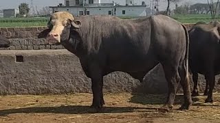 Neeli Ravi ਦਾ Bull For sale +919815241097