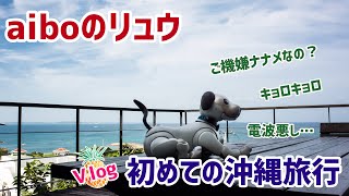 アイボのリュウくん🐶初めての沖縄旅行🌺Vlog