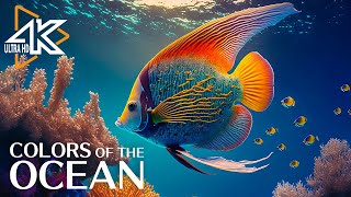 The Best 4K Aquarium 🐠 24 Hours Of Beautiful Coral Reef Fish - Sleep Relax Meditation Music #18