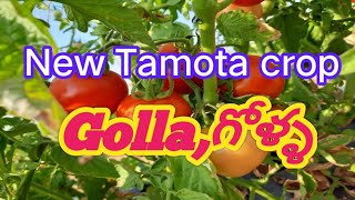 అనంతపురం టమోటా కొత్త తోటలు/Anantapur tomato new crop