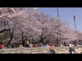 【最高の花見日和】2013年 鶴舞公園の桜