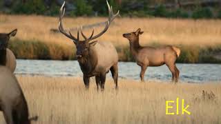 Yellowstone \u0026 Grand Teton Private Tours from BrushBuck Wildlife Tours