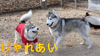 ドッグランで出会ったハスキーと愛犬そらがじゃれあう！【シベリアンハスキー】