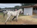 The blind mare Sugar begins the process of learning to separate from her companion and daughter.