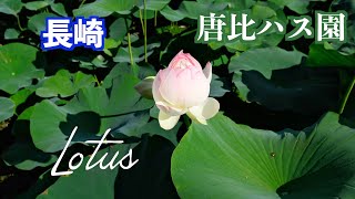 唐比ハス園　梅雨の晴れ間、水辺に浮かぶハスの花と葉が美しい。【4K】