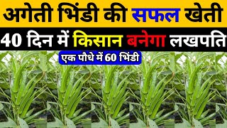 अगेती भिंडी की खेती | bhindi ki kheti kaise Kare in Hindi | हाइब्रिड भिंडी की खेती | okra farming