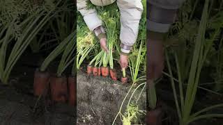 What is natural carrot like and how to uproot it?L