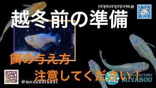 越冬前にやるべきこと！めだかの様子をよく観察してあげてください。