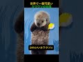 カワウソ