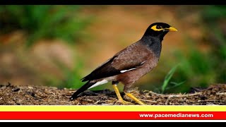 Myna l നാട്ടിൻപുറങ്ങളിലെ മിമിക്രിക്കാരൻ l ജാലകം