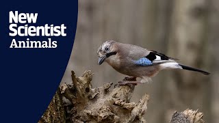 Magic trick reveals sharp memory and future planning in Eurasian jays