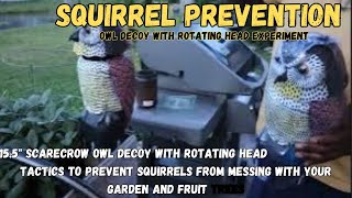 DOES OWL DECOY WITH ROTATING HEAD SCARE SQUIRRELS? . #justaradlife #gardenhacks #squirrels