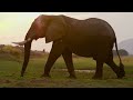 The Zambezi Elephant Fund Story