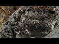 日光森友瀧尾神社⛩ 『満開の枝垂れ桜が見たい‼️』nikko moritomo takio shinto shrine.